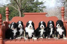 At arch hill this evening a young woman named emily keiling sic, aged 16, while returning from work, was met by a young man named edward fuller i remember getting as far as arch hill. Best Bernedoodle Breeders In 2021 Top 12 In The Us
