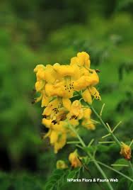 Image result for Erythrostemon