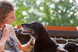 For example, cookies are used to count the number of votes for our online pet photo contest. Animal Shelters Rescues Work Together Best Friends Animal Society