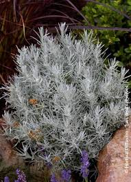 Image result for Helichrysum graniticola