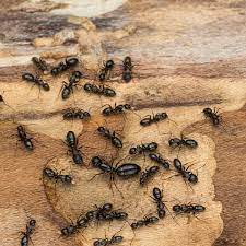 What carpenter ants are and how to identify them. Carpenter Ant Information Ant Removal Treatment Pa