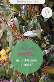 Glanzmispel Pflanzen Und Pflegen In 2020 Pflanzen Immergruner Garten Straucher Garten