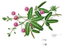 Mimosa Pudica The Sensitive Plant Mimosa Plant Sensitive Plant Watercolor Plants