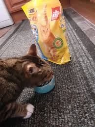 Only problem driver left out in the rain never left card or rang doorbell. Go Cat Adult Dry Cat Food Tuna Herring And Veg 10kg Pets At Home