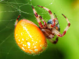 The web is usually build on big leaves. Connecticut Spiders Pictures And Identification Green Nature