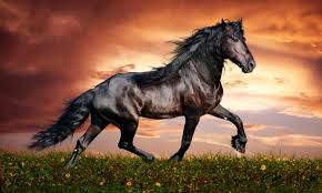 Resultado de imagen para imagenes de caballos