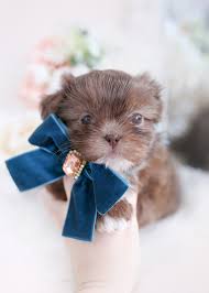 If you require a pup with breeding rights or for show quality with a top pedigree then expect to pay from $3,300 upwards to $5,000 or even more. Imperial Shih Tzu Puppies For Sale By Teacups Puppies Boutique Teacup Puppies Boutique
