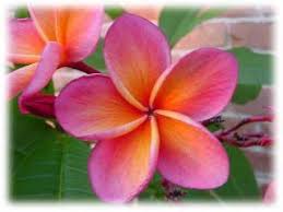 Plumeria Kimo Gorgeous Plumeria Pretty Flowers Plumeria Flowers