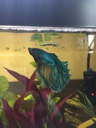 I love aquatics, and you can use them in so many aquatic decors! After 4 Months Of Recovery From Minor Fin Rot I Am So Happy For This Male Paradise Betta He Is Truly The King Of His Domain Bettafish