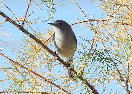 Image result for Gnidia virescens