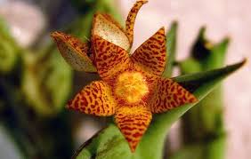 Image result for Orbea schweinfurthii