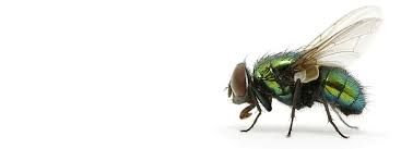 Maybe you would like to learn more about one of these? Pest Control Miami Fl Ipest Control Inc