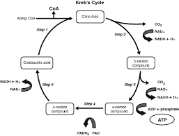 Cellular respiration is a set of biochemical reactions that takes place in most cells. Specialized Cell Structure And Function Cellular Respiration