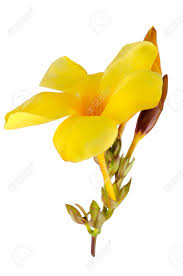 Image result for dipladenie žlutá obrázek