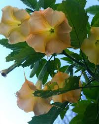 Image result for Brugmansia