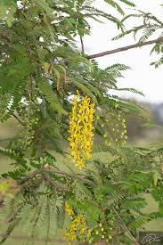 Image result for Vangueria ferruginea