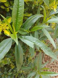 Image result for Psiadia punctulata