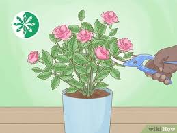 The canes are woody, and can become very thick. 6 Easy Ways To Prune A Mini Rose Bush Wikihow