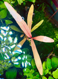 Image result for Persicaria madagascariensis