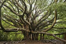 Weed, pot, smoke and various others. What Mother Trees Can Teach Us For Mother Day One Tree Planted