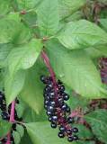Invasive Plant: Pokeweed | Portland.gov