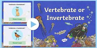 Review questions 1) what are 4 characteristics that all animals share? Vertebrate Or Invertebrate Powerpoint Teacher Made