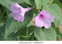 Image result for Ipomoea carnea