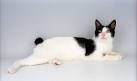 Japanese Bobtail Kittens for Sale & Cats for Adoption ...