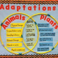 Plant And Animals Adaptations Venn Diagram Google Search First Grade Science Science Bulletin Boards Elementary Science
