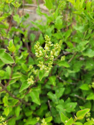 Image result for Psilotrichum