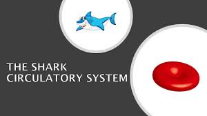 the shark circulatory system