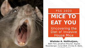 Mice can get into homes and become a real problem—building nests, contaminating food, causing damage, and spreading disease. Pdf Mice To Eat You Uncovering The Diet Of Invasive House Mice