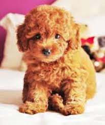 Red Haired Poodle Adorable Teddy Bear Puppies Cute Animals Baby Puppies