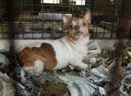 Wolfspirit's toy breed puppymill rescue in akron, oh has pets available for adoption. Ohio Senate Advances Groundbreaking Reform For Puppy Mill Dogs A Humane World