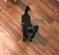 Toy aussie puppies for sale $500. Home Two Y Ranch