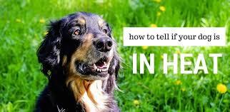 How Long Does A Female Dog Stay In Heat