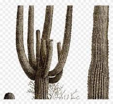 Cacti have very shallow roots to soak up water immediately after rainfall, and they also have thick, expandable stems to store all of the water. Cactus Best Images Clipart Free Desert Cactus Scene Black And White Clipart Hd Png Download 1368x855 2118721 Pngfind