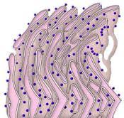 Resultado de imagen para reticulo endoplasmatico