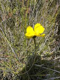 Image result for Xyris anceps