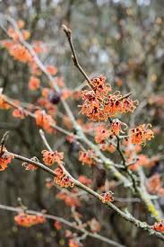 Image result for Hamamelis mollisi