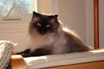Himalayan cat - Wikipedia