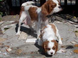 King charles spaniel pups due in three weeks. Adorable Male Cavalier King Charles Spaniel Puppy For Sale In Medford Oregon Classified Americanlisted Com