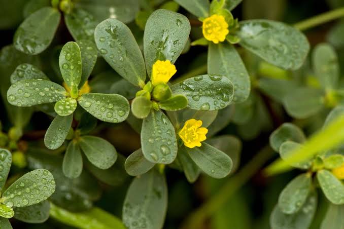 Common Purslane (Portulaca oleracea), AI generated