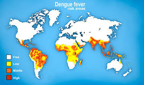 Image result for Dengue