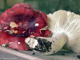 Image result for Russula vinacea