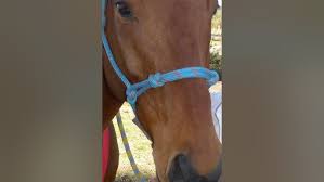 501: Dr Raquel Butler 2