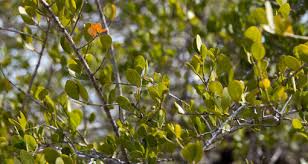 Image result for Crossopetalum