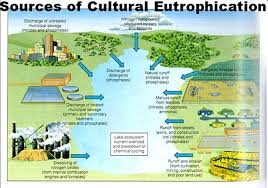 Image Result For Eutrophication Definition Water Pollution Water Pollution Solutions Water Pollution Poster