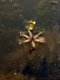 Image result for Utricularia stellaris