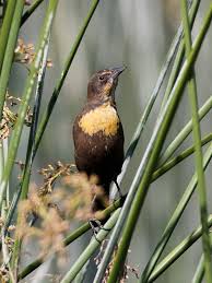 Midwest Birds With Yellow Feathers Yellow Headed Blackbird Female Photo By Kevin Cole Black Bird Blue Bird Grackle
